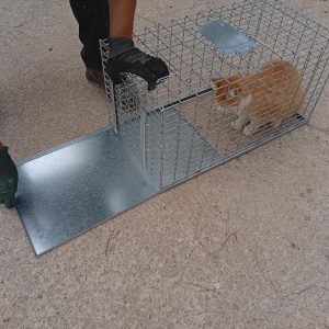 Jaulas Trampa Gato